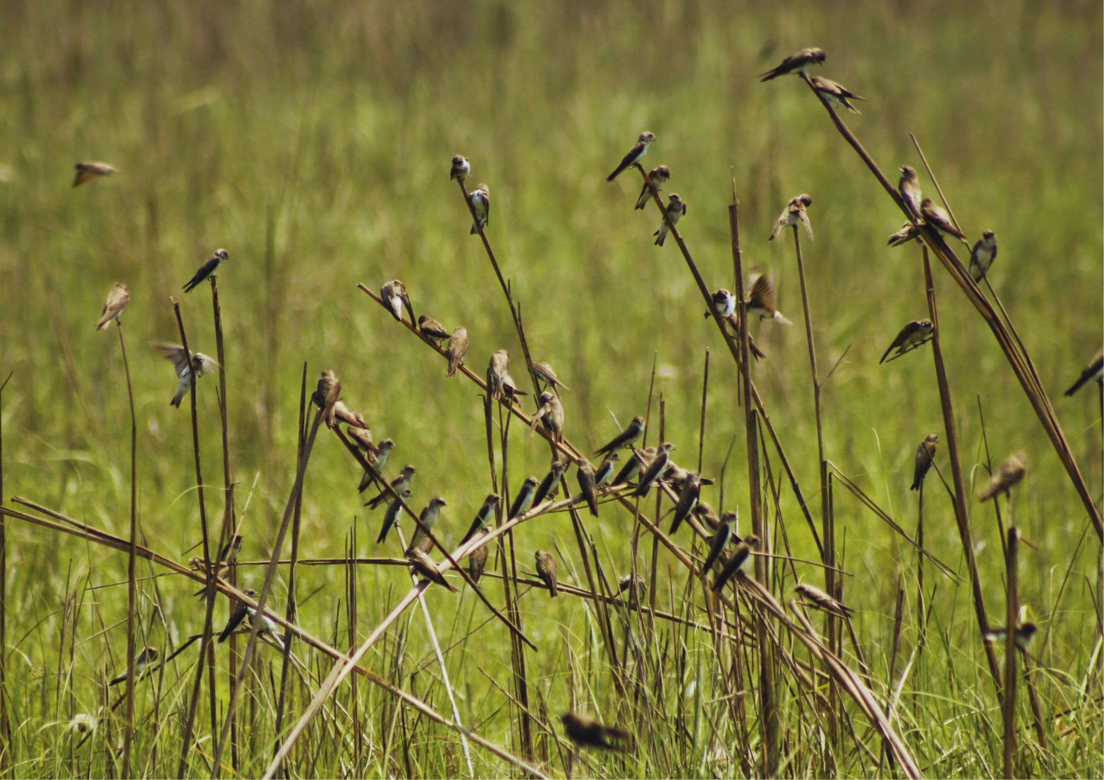 Bird species at Shuklaphanta National Park