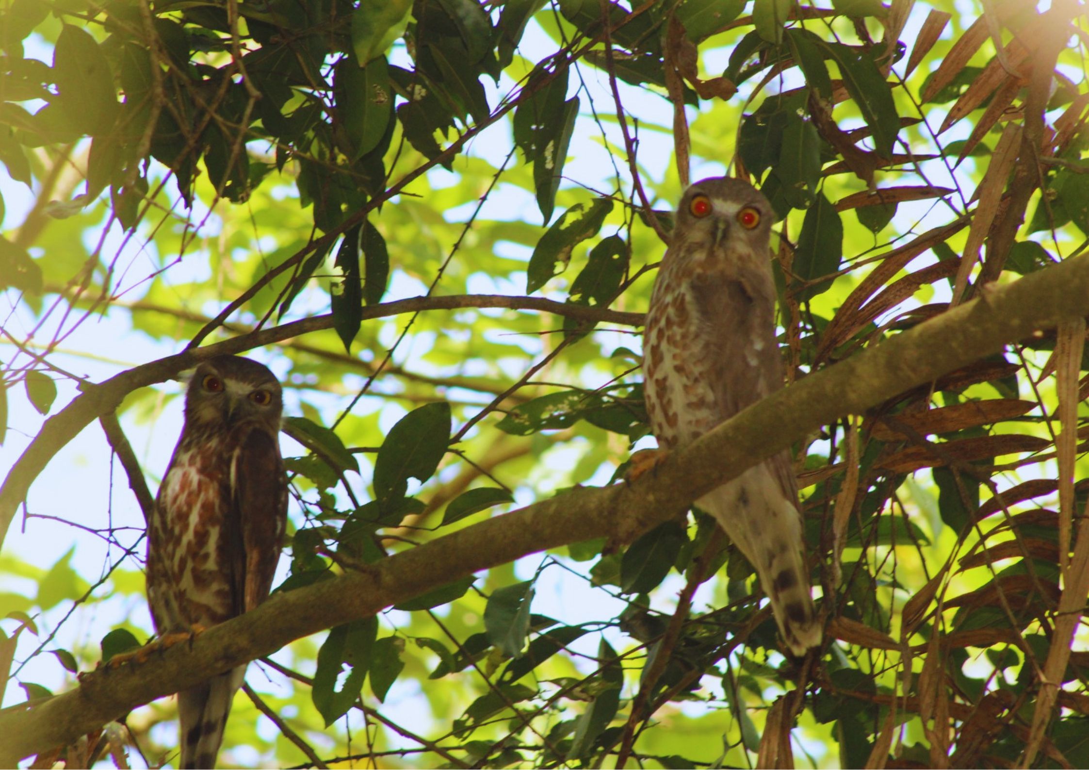 Wildlife birds at Shuklaphanta National Park