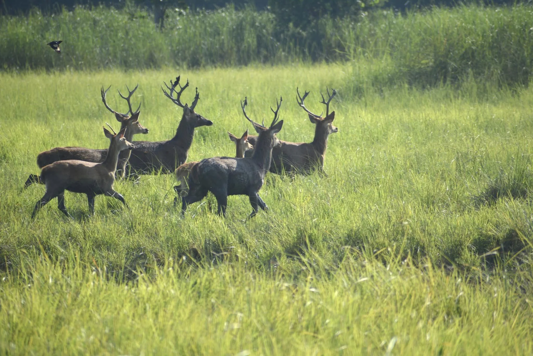 Swamp Deer (Barasingha) at Shuklaphanta