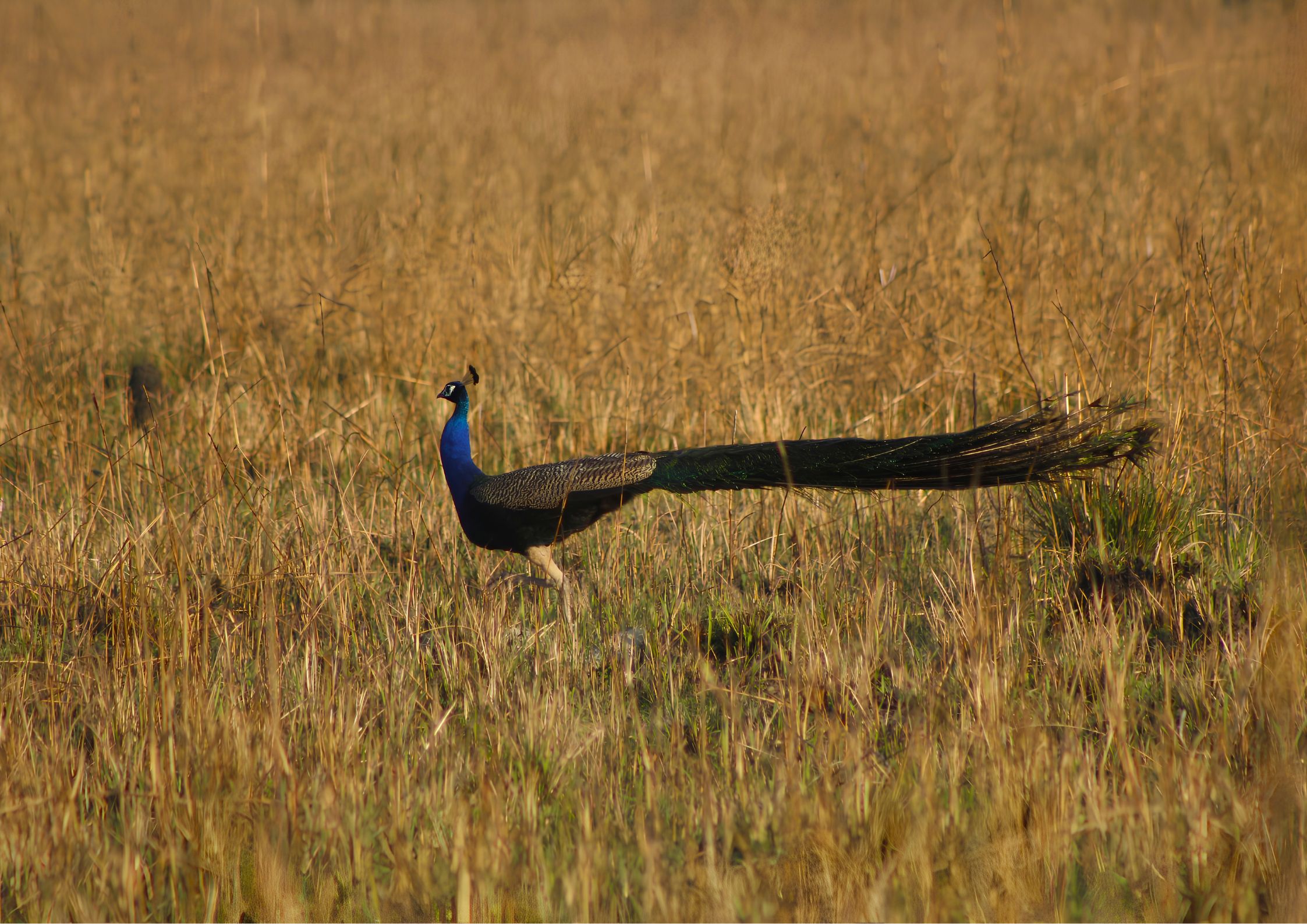 Indian Peacock at Shuklaphanta National Park